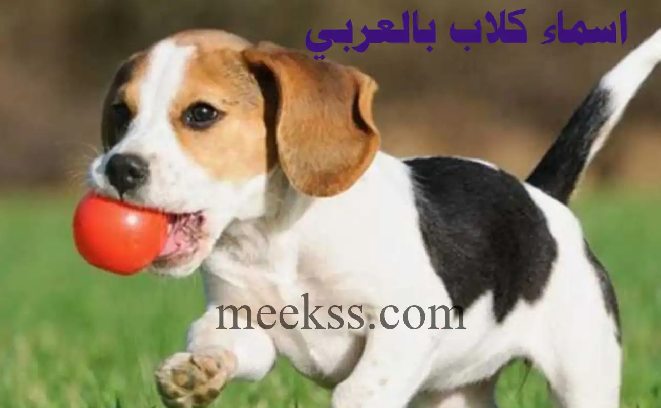 أسماء الكلاب الذكور بالعربي