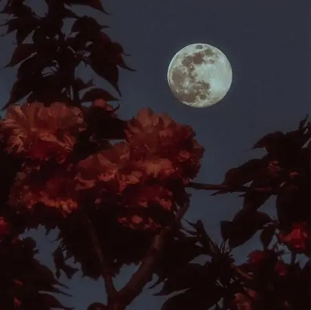 صور الورد والقمر 