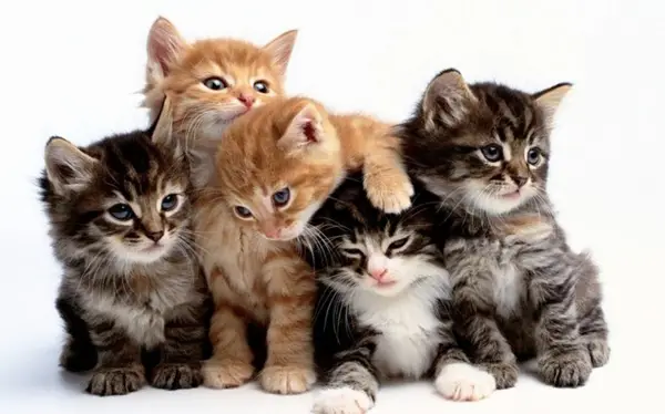 اجمل 10 صور قطط في العالم..صورة قطة كيوت